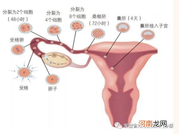 36周胎儿生下来会怎样