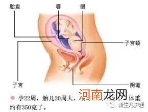 孕晚期胎儿多少周入盆