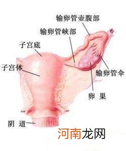 患急性输卵管炎能怀孕吗