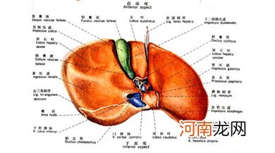 肝硬化腹水一起吃饭会传染吗