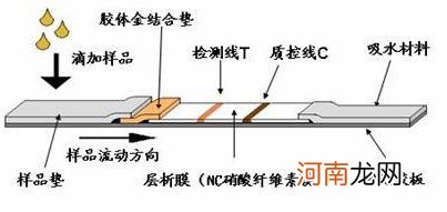 妮可儿早早孕试纸怎么用(早孕试纸的结果准确吗