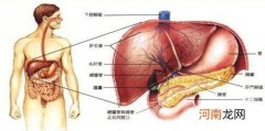 吃什么对肝脏好?