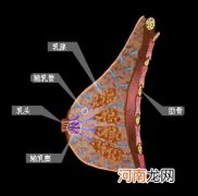 发育时吃什么让胸变大