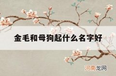 金毛和母狗起什么名字好_金毛母犬起什么名字