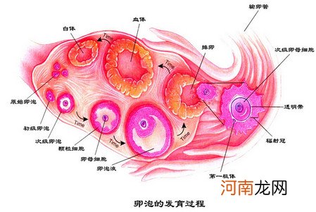 月经过后最快几天排卵