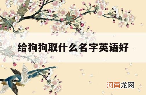 给狗狗取什么名字英语好_狗狗取什么英文名字好