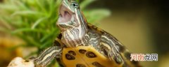 宠物乌龟冬天怎么养 如何在冬天养殖乌龟