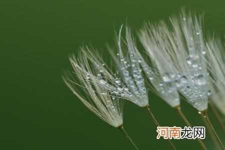 新鲜的蒲公英怎么吃