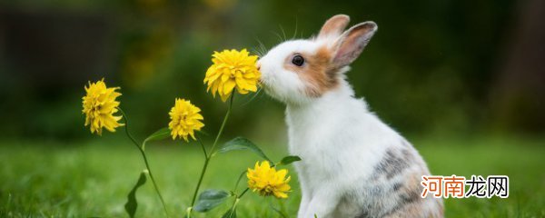 冬天怎么养兔子 如何在冬天养殖兔子
