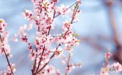 50句赏花诗词温柔又浪漫 春天开的花怎么形容?