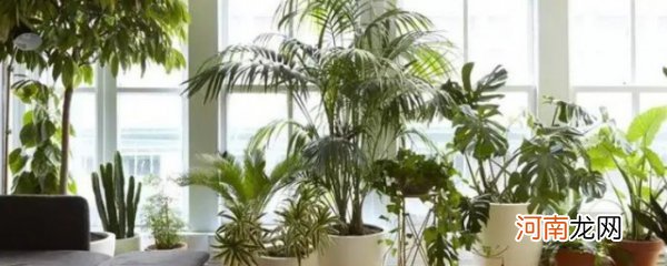 有什么室内合适养的植物 如下十种植物合适室内养殖