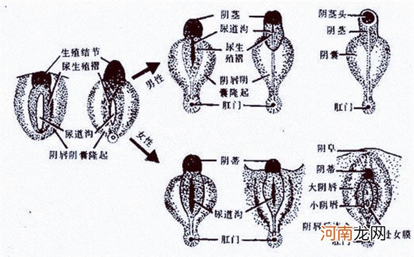 怀女儿会变丑还是怀儿子会变丑 我见过最科学的解释