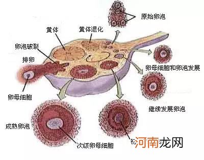 卵泡小怎么调理才怀孕