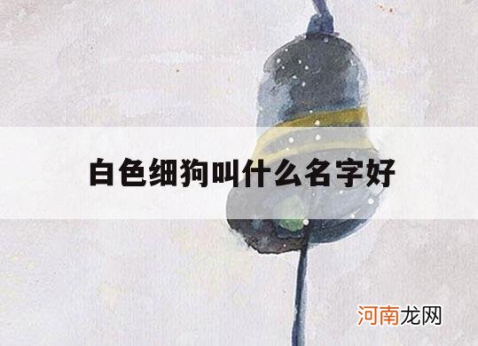 白色细狗叫什么名字好_白色的细狗起什么名字