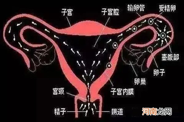 怎么判断精子是否进入子宫 精子进入子宫的三大症状