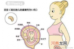 胎儿成长发育关键期如何饮食