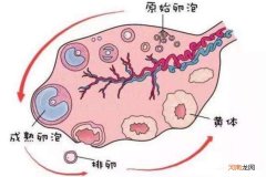 查卵泡大概需要多少钱