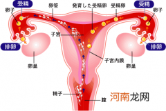 输卵管堵塞有几种原因