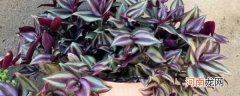 紫吊兰冬天怎么养 冬天养殖紫叶吊兰的方法