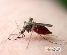 什么血型最招蚊子 蚊子喜欢叮咬什么血型的人