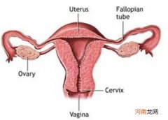 怎么样保养子宫和卵巢