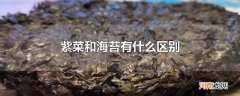 紫菜和海苔有什么区别