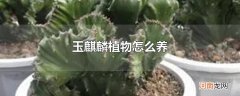 玉麒麟植物怎么养