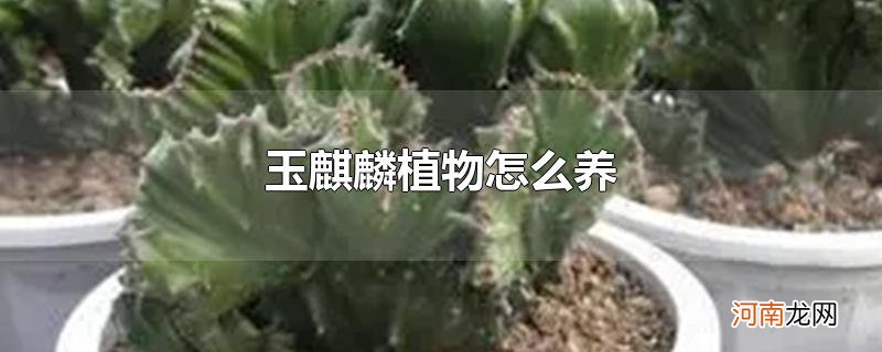 玉麒麟植物怎么养