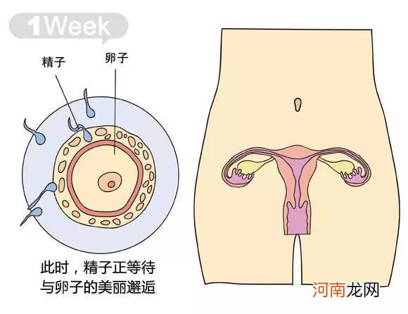 女性吃什么有助怀孕