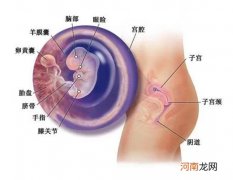 怀孕11周胎儿生长速度