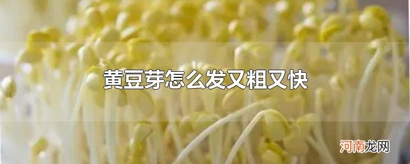 黄豆芽怎么发又粗又快