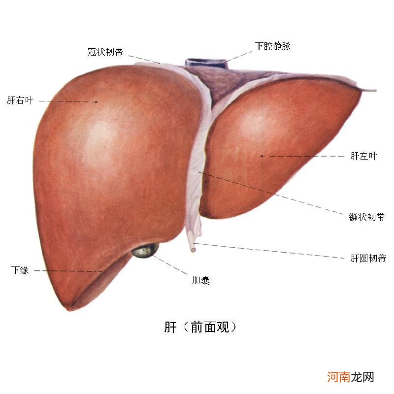 胆囊炎忌口的食物