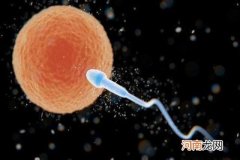 卵子排出多久受孕最强是这个时间 早知道早当妈