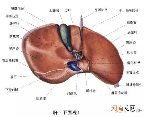 肝胆如何保养