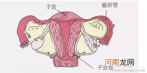 怀孕期间5种子宫疾病要慎待