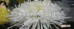 菊花泡水后为什么变绿