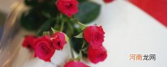 玫瑰的花语和象征意义 玫瑰的寓意是什么花语又是什么