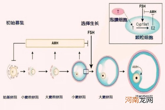 优势卵泡排出多久同房易受孕 千万抓住最佳时机