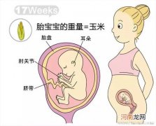 胎儿发育的双顶径标准