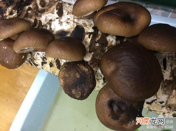香菇变黑能不能吃 香菇变黑了还能吃吗