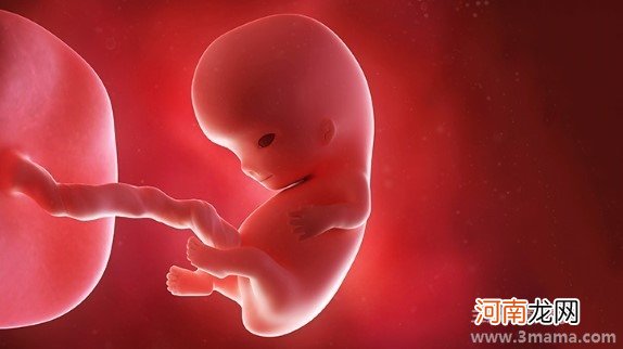 胎儿发育：孕期不同阶段胎儿大脑发育情况