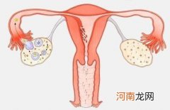 女生一个月排卵几次