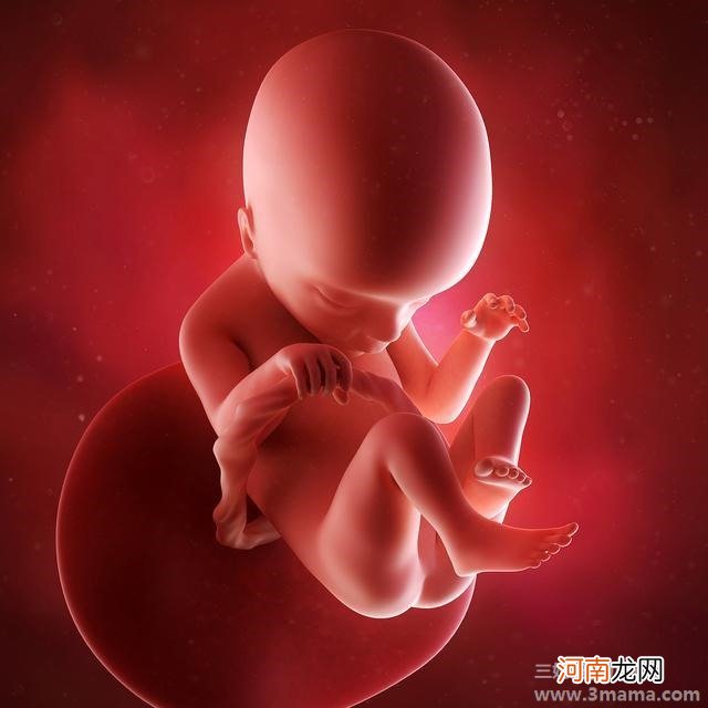 胎儿大小与哪些因素有关