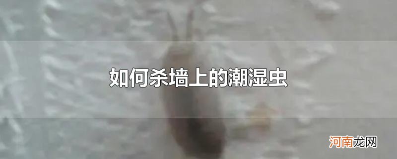 如何杀墙上的潮湿虫