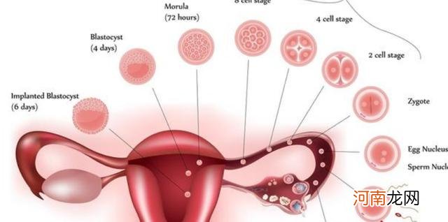 超声提示双侧卵巢多囊样改变
