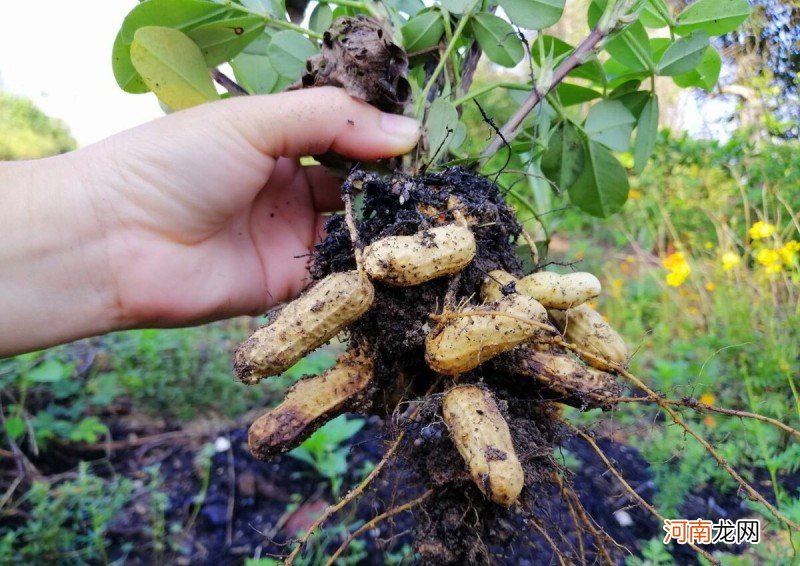 怀孕六个月应该注意的饮食 怀孕6个月吃什么好呢