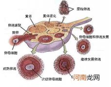 什么水果对卵泡发育好