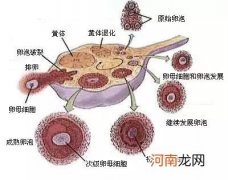 提高卵泡发育的食物