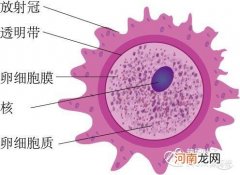 提高卵子质量吃什么药