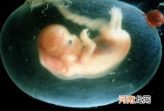 要特别注意胚胎成形期保护